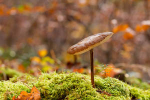 Cute Mushroom With Tilted Cap On Moss Wallpaper