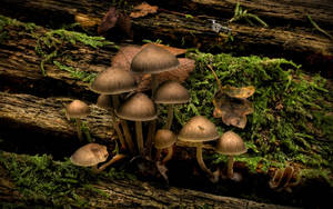 Cute Mushrooms On Wood And Moss Wallpaper