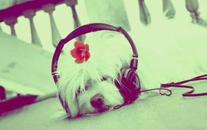 Cute Music Dog With Headphones Wallpaper