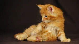 Cute Orange Cat Wallpaper