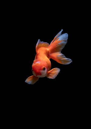 Cute Orange Goldfish Wallpaper