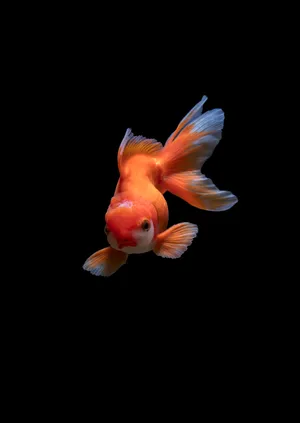 goldfish, fish, water, reflection, light, reflection hd wallpaper.  AI-Generated 30291826 Stock Photo at Vecteezy