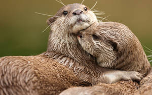 Cute Otter Hug Wallpaper
