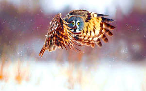 Cute Owl In Flight Wallpaper