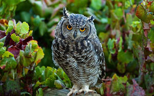 Cute Owl In Vineyard Wallpaper