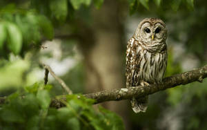 Cute Owl On Tree Branch Wallpaper