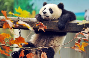 Cute Panda Hanging On A Wood Wallpaper