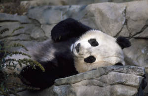 Cute Panda Laying On A Rock Wallpaper