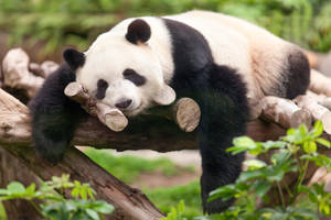 Cute Panda Lazily Sleeping Wallpaper