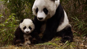 Cute Panda Mother And Cub Wallpaper