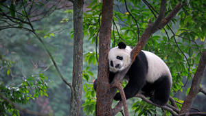 Cute Panda On Top Of Tree Wallpaper