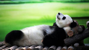 Cute Panda Relaxing Wallpaper