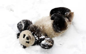 Cute Panda Rolling On The Snow Wallpaper