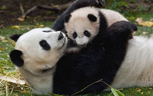 Cute Pandas Cuddling Wallpaper