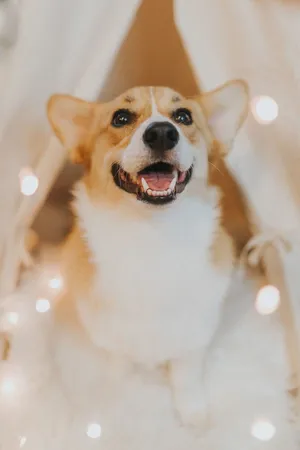 My Corgi Dog HD Wallpapers New Tab Theme - MyStart