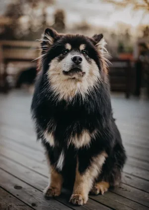 Cute Pet Dog Wallpaper