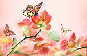 Cute Pink Butterfly And Orchid-themed Background Wallpaper