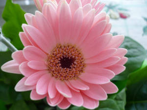 Cute Pink Flower Daisy Wallpaper