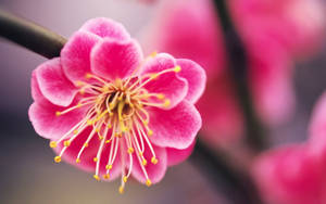 Cute Pink Flower Of Plum Tree Wallpaper