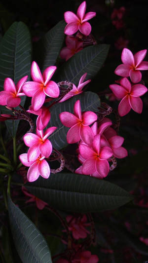 Cute Pink Flower Of Red Frangipani Wallpaper