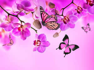Cute Pink Flowers And Butterflies Wallpaper
