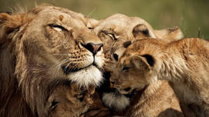 Cute Pride Lionfamily Wallpaper