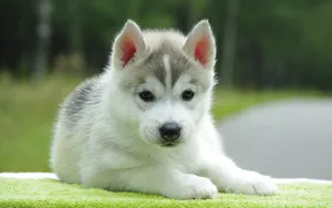 Cute Puppy On The Road Wallpaper