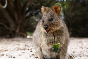 Cute Quokka Wallpaper