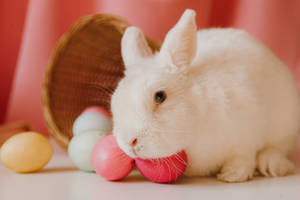 Cute Rabbit And Eggs Pastel Aesthetic Wallpaper