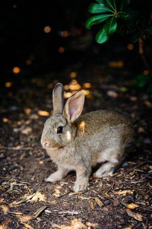 Cute Rabbit On Soil Wallpaper