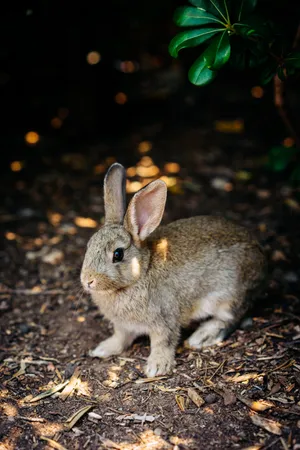 Cute Rabbit On Soil Wallpaper