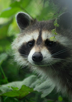 Cute Raccoon Portrait Wallpaper