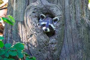 Cute Raccoon Tree Hole Wallpaper