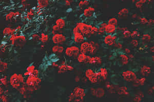 Cute Red Bush Wallpaper