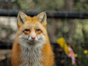 Cute Red Fox At Zoo Wallpaper