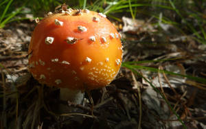 Cute Red Mushroom With Fat Cap Wallpaper