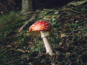 Cute Red Mushroom With Tall Stalk In Forest Wallpaper