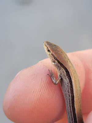 Cute Reptile Brown Ground Skink Wallpaper