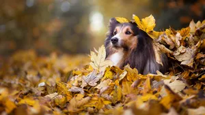 Cute Shetland Sheepdog In Autumn Leaves Wallpaper