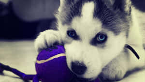 Cute Siberian Husky Puppy Wallpaper