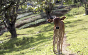 Cute Skinny Cow Walking On Grass Path Wallpaper