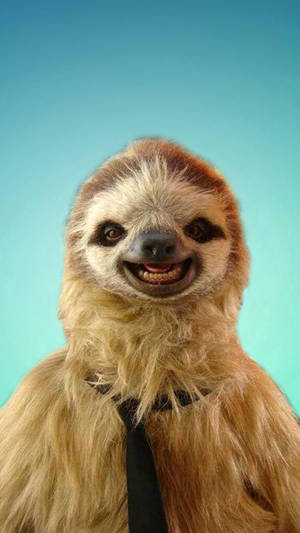 Cute Smiling Sloth Wallpaper