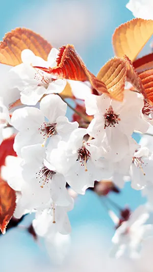 Cute Spring Blue Sky Iphone Wallpaper