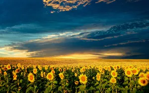 Cute Spring Desktop Sunflower Field Wallpaper