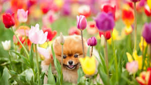 Cute Spring Desktop Tulip With Puppy Wallpaper