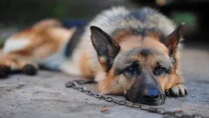 Cute Sulking German Shepherd Dog Wallpaper