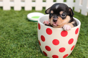 Cute Tablet Sized Puppy In Mug Wallpaper