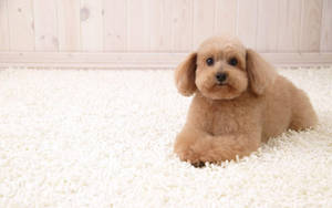 Cute Tan Puppyon White Rug Wallpaper