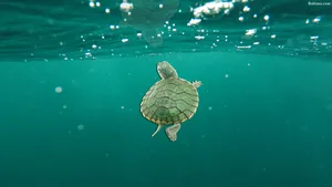 Cute Turtle In Green Ocean Wallpaper