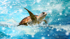 Cute Turtle Swimming In Water Wallpaper